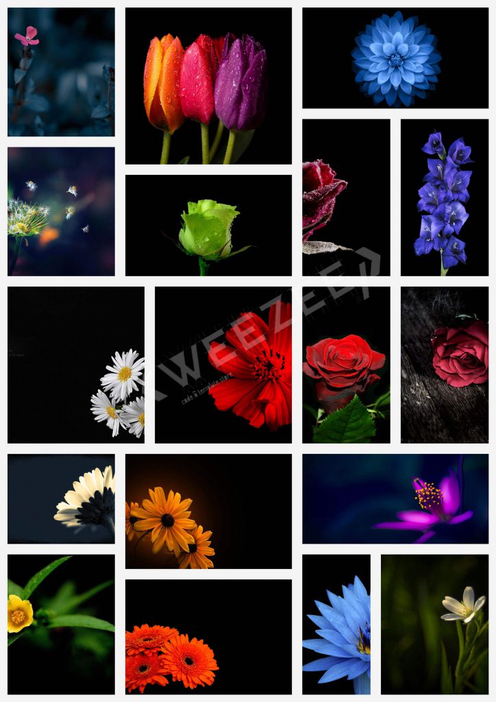 تصاویر با کیفیت گل برای پس زمینه وب سایت